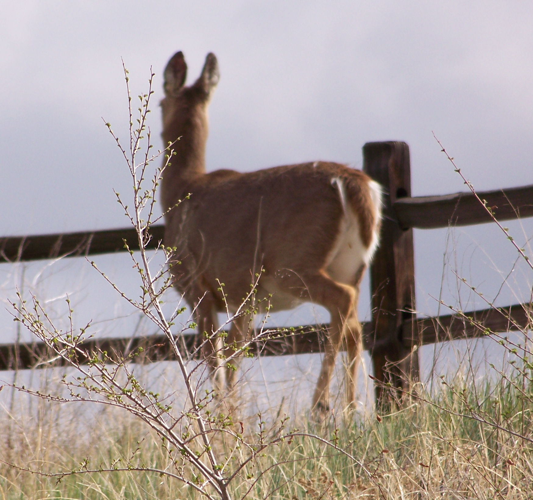 Animals in Colorado