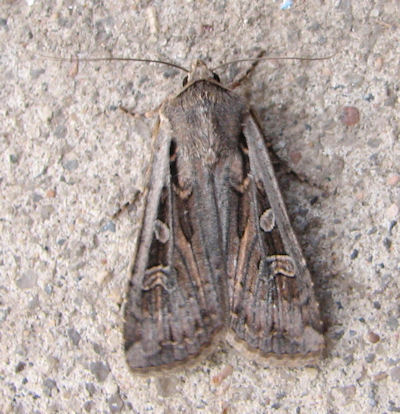 Most Common Moth In Colorado