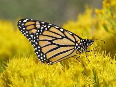 Types Of Large Moths In Colorado