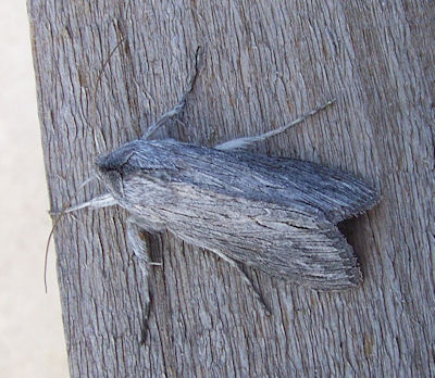 Common Moths In Southern California