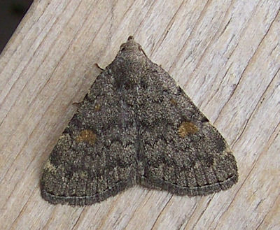 Most Common Moth In Colorado
