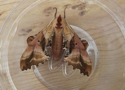 Large Moths Of Colorado