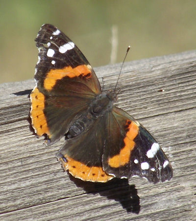 Types Of Moths Colorado