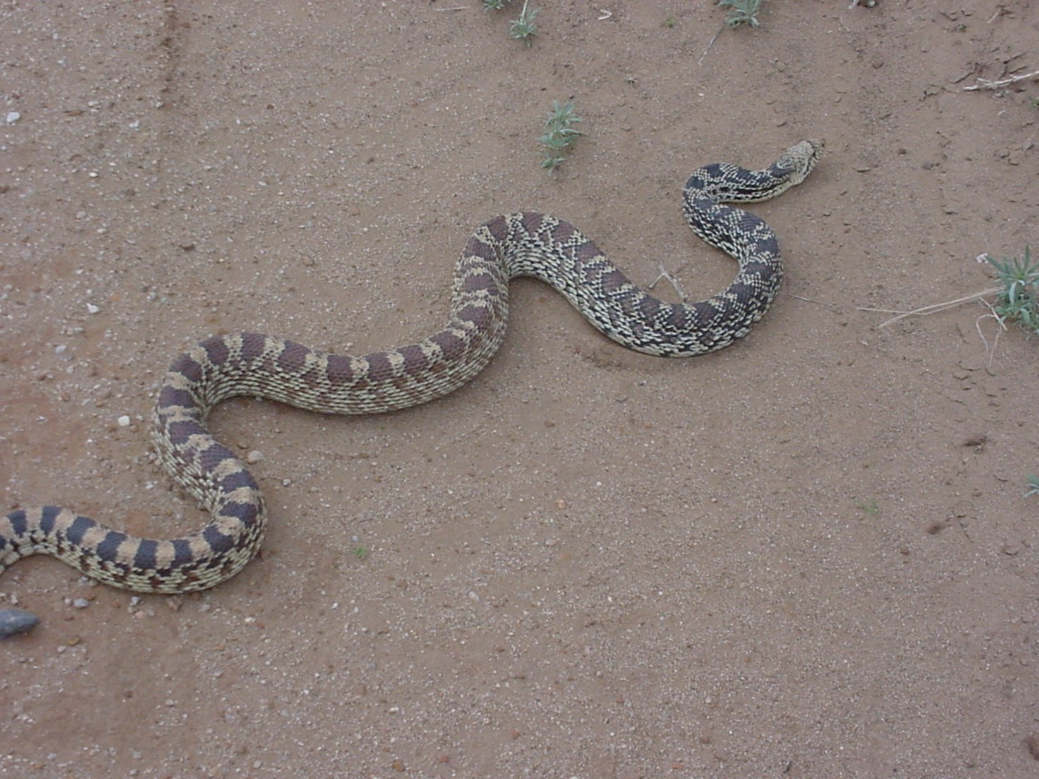 Snakes, Turtles & other Reptiles in Colorado