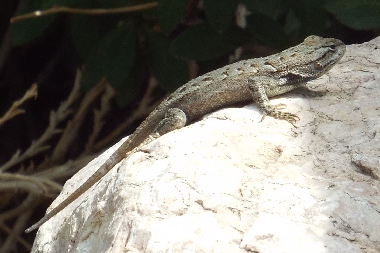 Snakes, Turtles & other Reptiles in Colorado