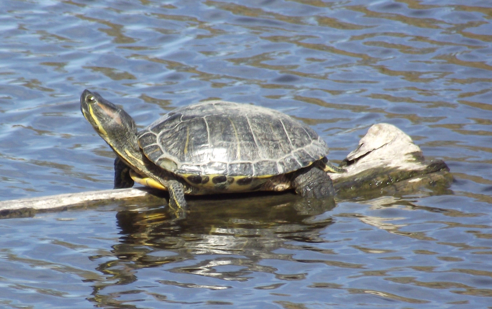 Snakes, Turtles & other Reptiles in Colorado