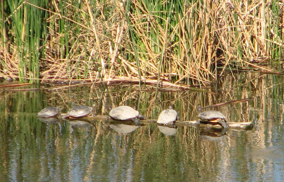 Snakes, Turtles & other Reptiles in Colorado