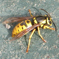 Female Prairie Yellowjacket, Vespula atropilosa.