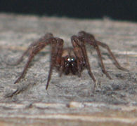 Light from the flash reflected from the two large eyes 
                                                in the middle row.