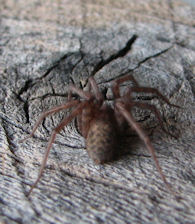 from the rear, showing the color pattern of the abdomen.